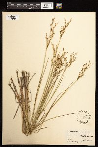 Juncus brevicaudatus image