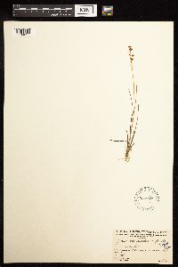 Juncus brevicaudatus image