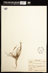 Juncus brevicaudatus image