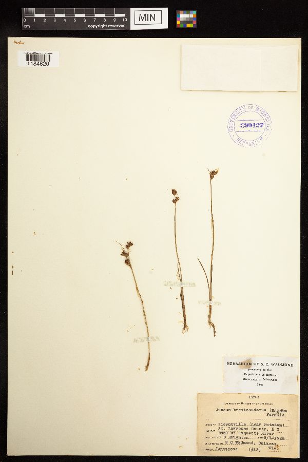 Juncus brevicaudatus image