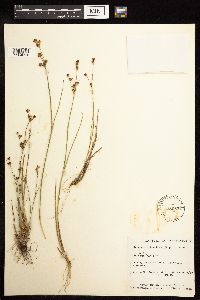 Juncus brevicaudatus image