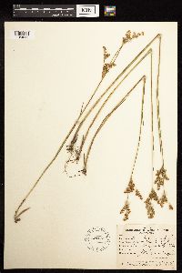 Juncus brevicaudatus image