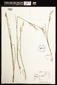Juncus brevicaudatus image