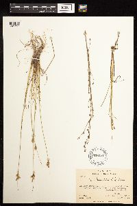 Juncus brevicaudatus image