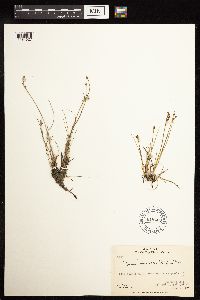 Juncus brevicaudatus image