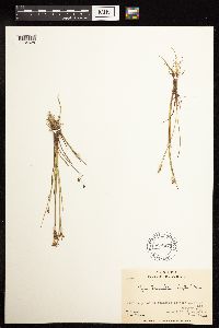Juncus brevicaudatus image