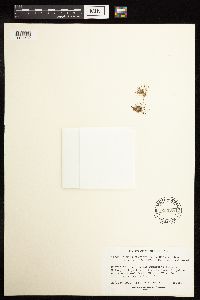 Media resource of Juncus bryoides