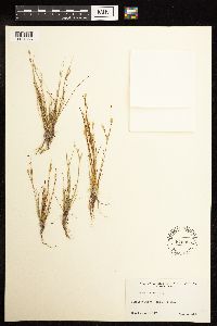 thumbnail image of current specimen