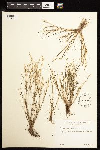 thumbnail image of current specimen