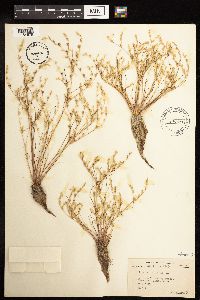 thumbnail image of current specimen