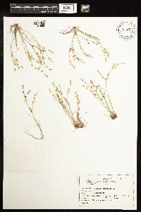 thumbnail image of current specimen