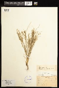 thumbnail image of current specimen