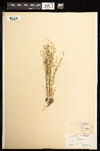 thumbnail image of current specimen