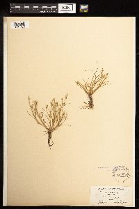 Juncus bufonius image