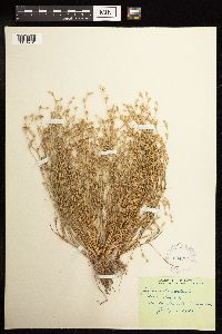 Juncus bufonius image