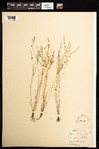Juncus bufonius image