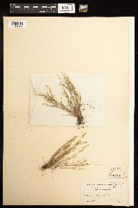 Juncus bufonius image