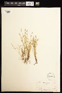 Juncus bufonius image