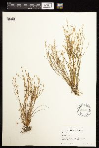 Juncus bufonius image