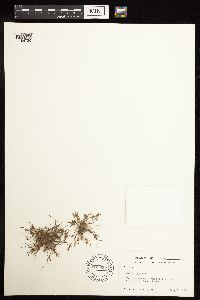 Juncus bufonius image