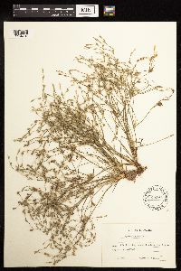 Juncus bufonius image