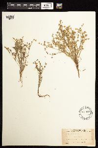 Juncus bufonius image