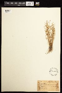 Juncus bufonius image