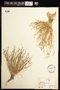 Juncus bufonius image