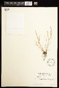 Juncus bufonius image