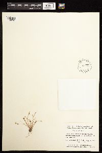 Juncus bufonius image