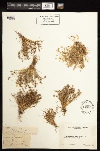 Juncus bufonius image