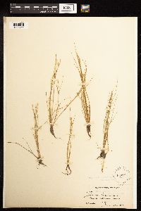 Juncus bufonius image