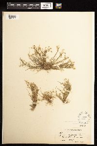 Juncus bufonius image