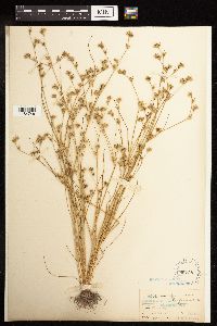 Juncus bufonius image