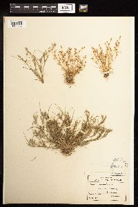 Juncus bufonius image