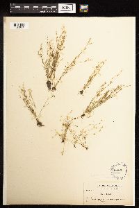 Juncus bufonius image