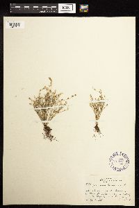 thumbnail image of current specimen