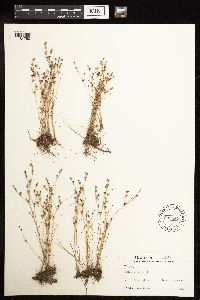 Juncus bufonius image