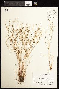 Juncus bufonius image