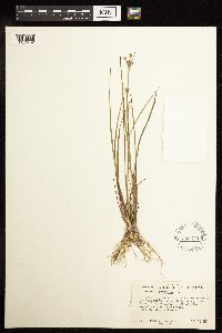 thumbnail image of current specimen