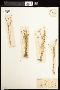 Juncus bufonius image