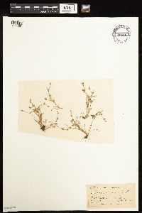 Juncus bufonius image