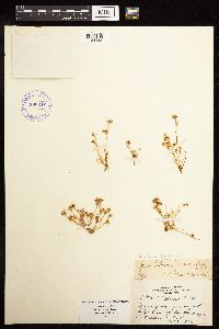 thumbnail image of current specimen