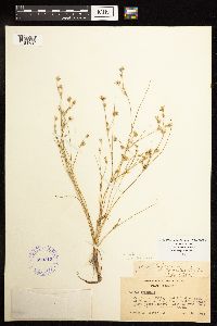 Juncus bufonius image