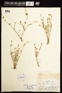 Juncus bufonius image