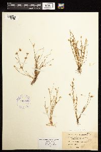 thumbnail image of current specimen