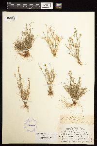 Juncus bufonius image
