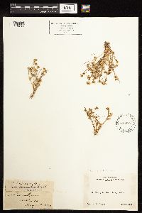 Juncus bufonius image