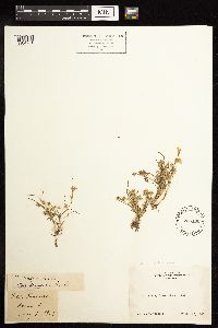 Juncus bufonius image