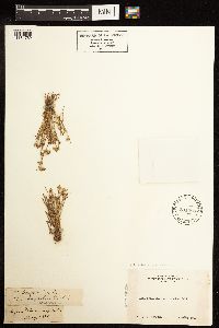 Juncus bufonius image